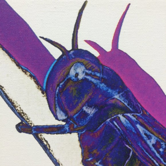 Locust - Original Wall Art print on 12 x 12 canvas - Picture 4 of 6